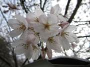 : C:\Users\ktsik\Desktop\qRJRՁERiՂ̔jQOPPNSR\IMG_2274.JPG